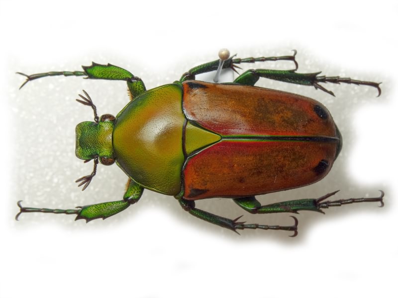 Eudicella colmanti Bream, 1907